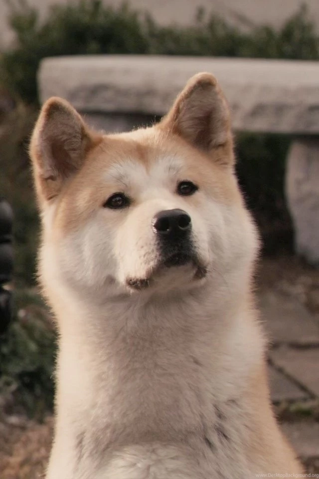 Hachiko Dog iPhone HD Wallpaper, iPhone HD Wallpapers Download ...