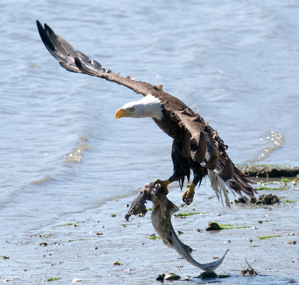 Eagle Hunting Fish Widescreen High Resolution Wallpapers For ...