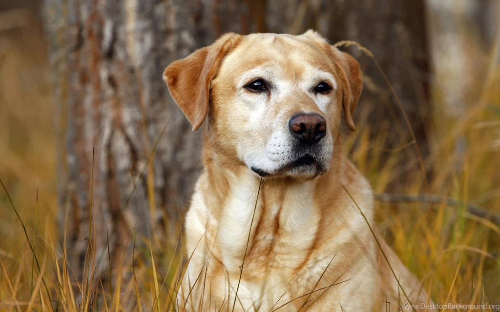 Hunting, Labrador, Retriever, Widescreen, High, Quality, Wallpapers ...