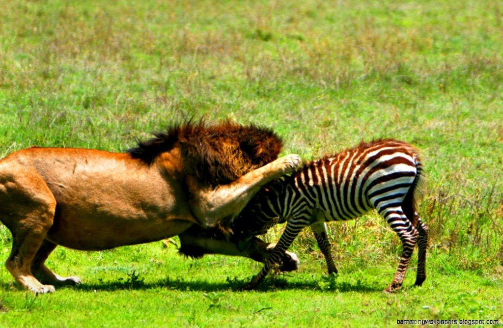 Male Lion Hunting Wallpapers