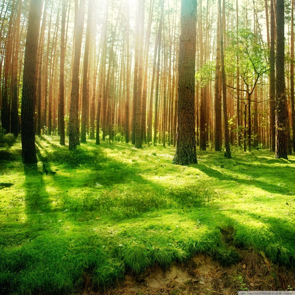 Beautiful Forest Scenery HD Desktop Wallpapers : Widescreen : High ...