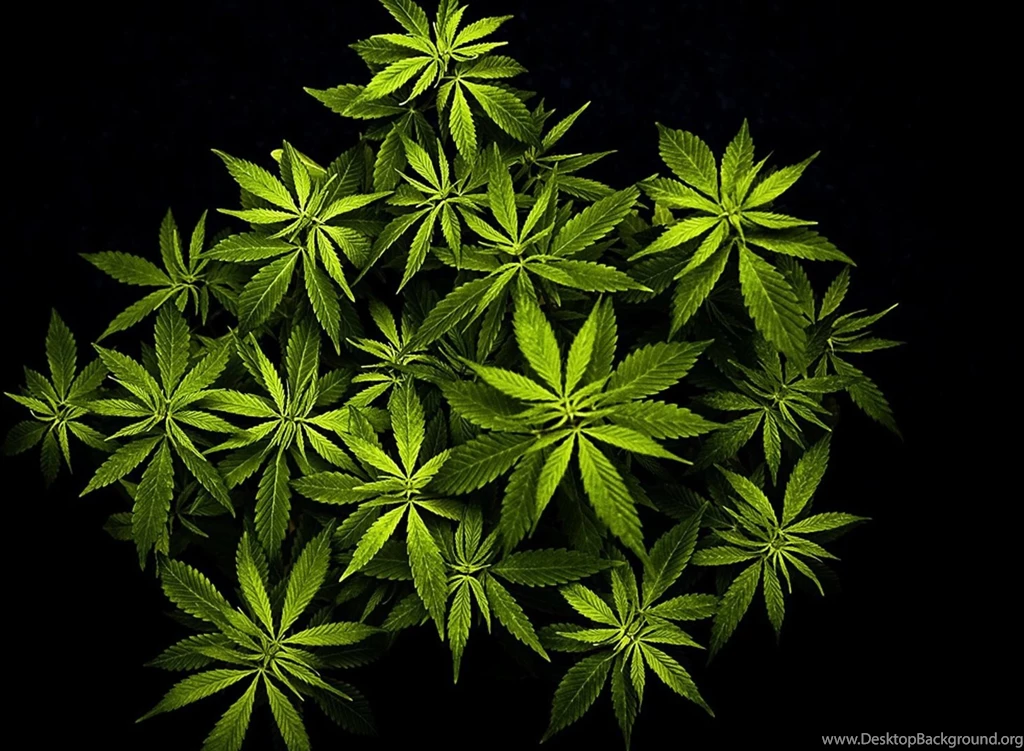 Cannabis Mary Jane Wallpapers For Huawei D2