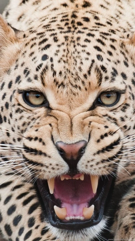 Download Wallpapers 540x960 Leopard, Predator, Face, Teeth ...