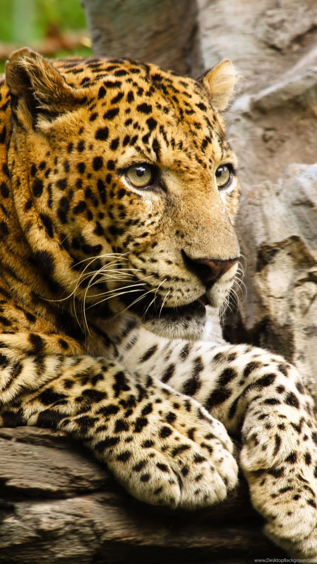 Wallpapers Android Phone Animals Pictures – Androidwalls.org