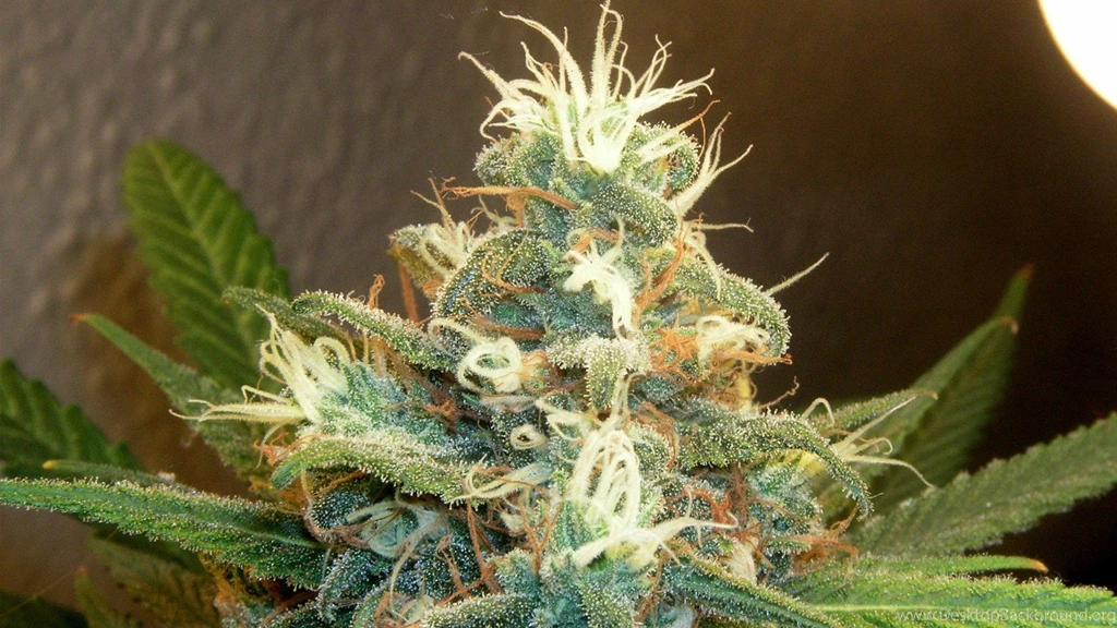 Weed HD Wallpapers Wallpapers Zone