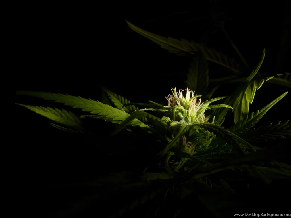 Weed Wallpapers Flower
