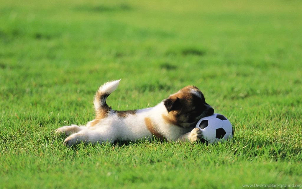 Dogs Wallpapers Collection (47+)