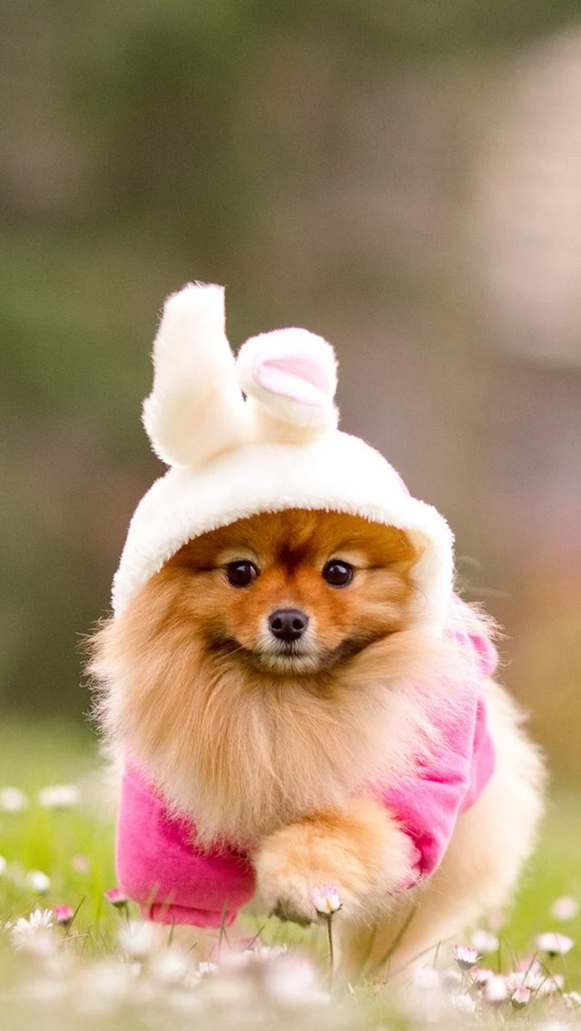 Cute Doggy Iphone 5s Wallpapers Download Iphone Wallpapers Ipad ...