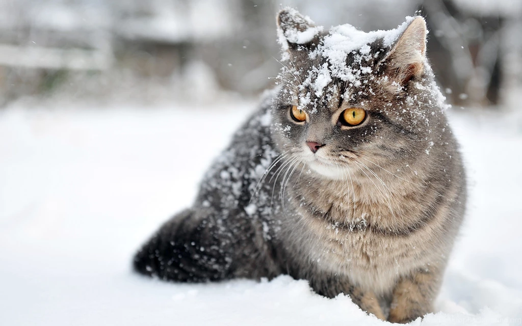 Cat Wallpapers HD 39 2880 X 1800 WallpaperLayer.com