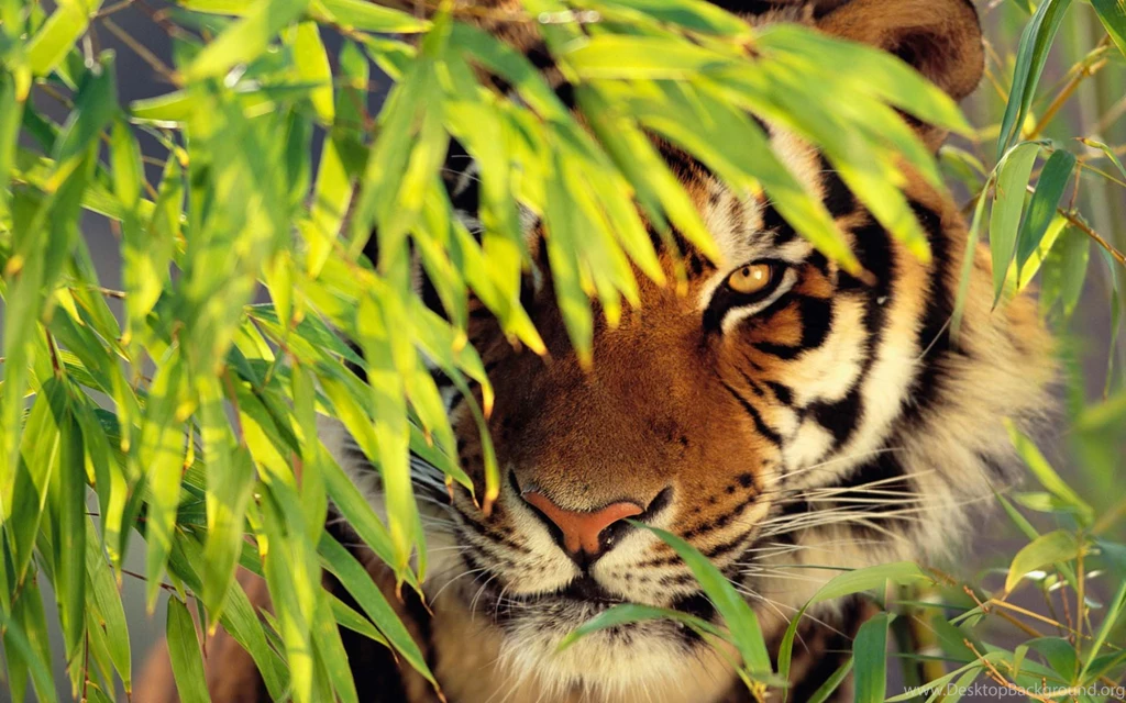 Tiger Wallpapers Hd