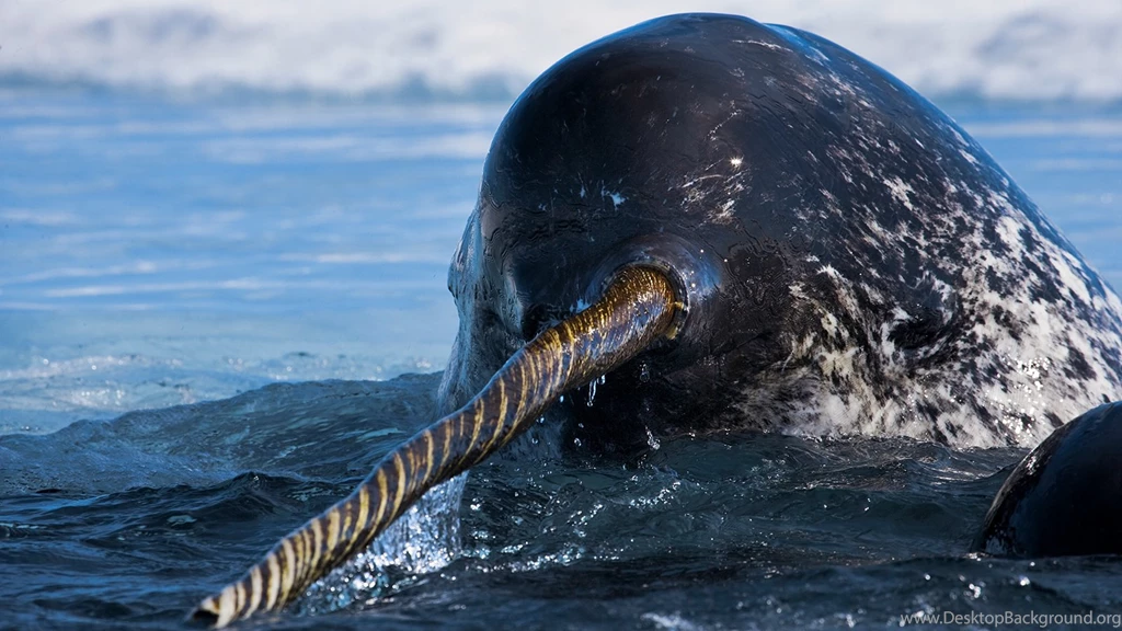 Narwhal 15 Wallpapers Collection