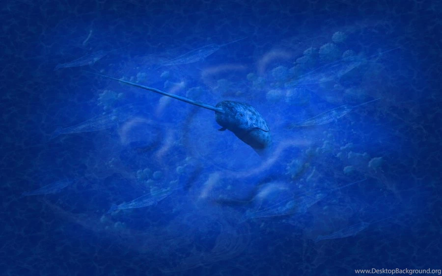 Natty Narwhal By Samriggs On DeviantArt