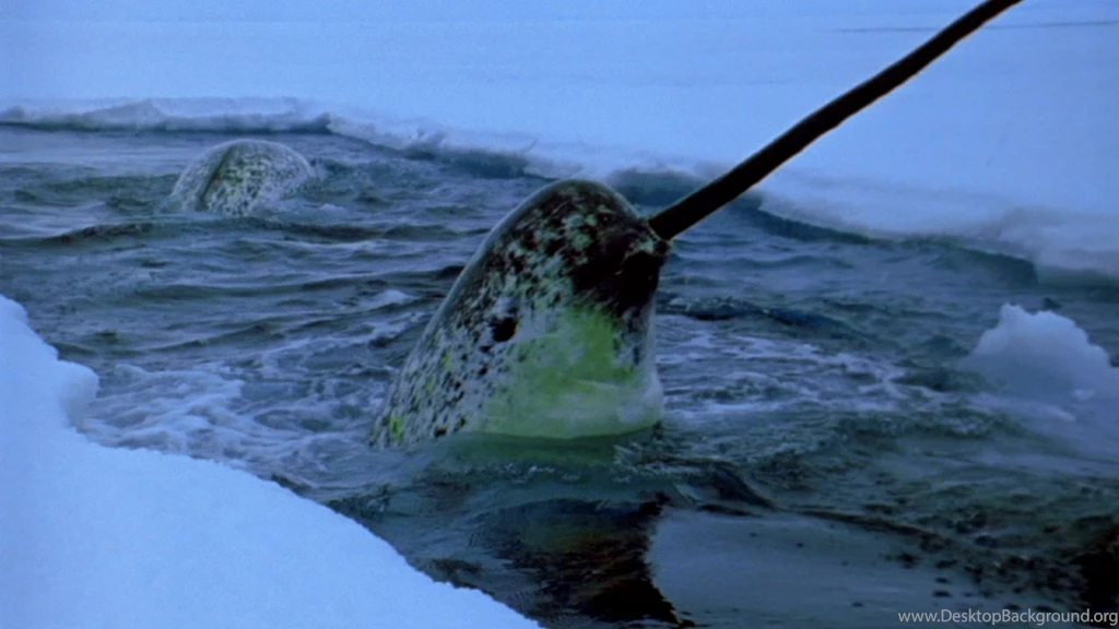 12+ Best HD Narwhal Wallpapers