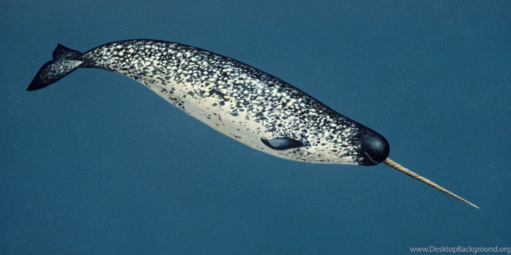 Narwhal 15 Wallpapers Collection