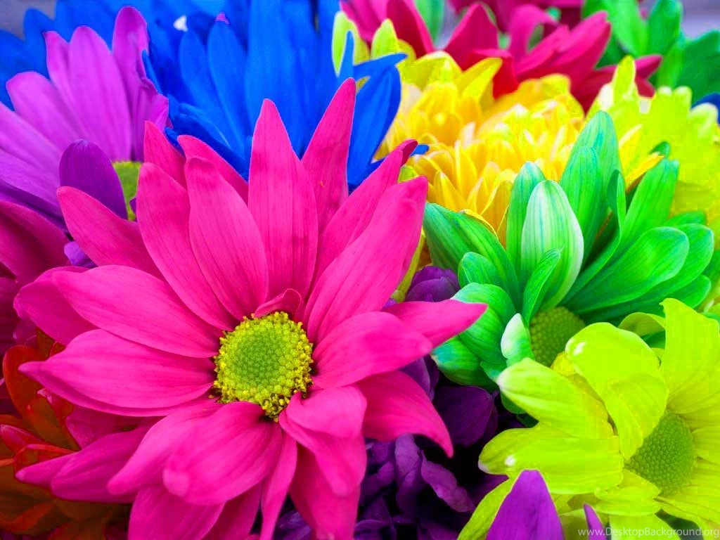 Flowers For Flower Lovers.: Flowers Wallpapers Colourful Flowers ...