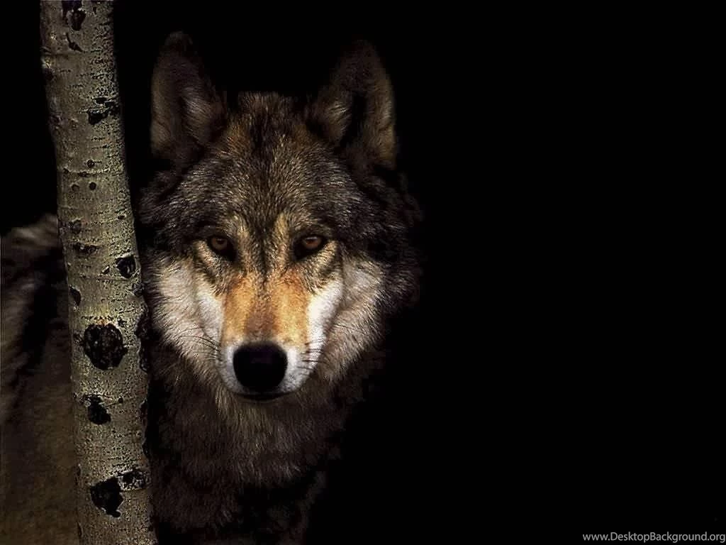 Gray Wolf Wallpapers Wallpapers Cave