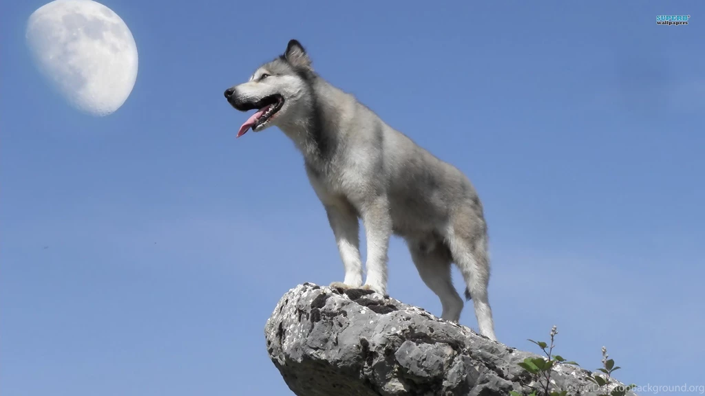 Hd Images Gray Wolf