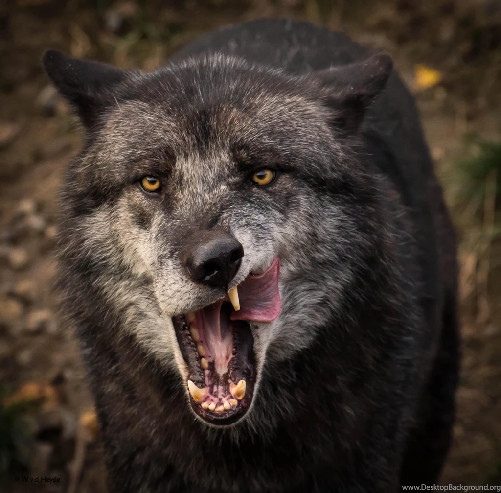 Gray Wolf (