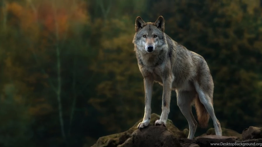 Gray Wolf Wallpapers HD Wallpapers