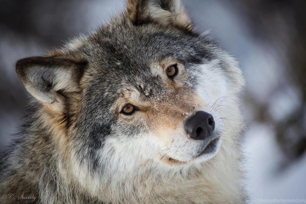 Animals Backgrounds, 371817 Grey Wolf Wallpapers, By Jerad Carter