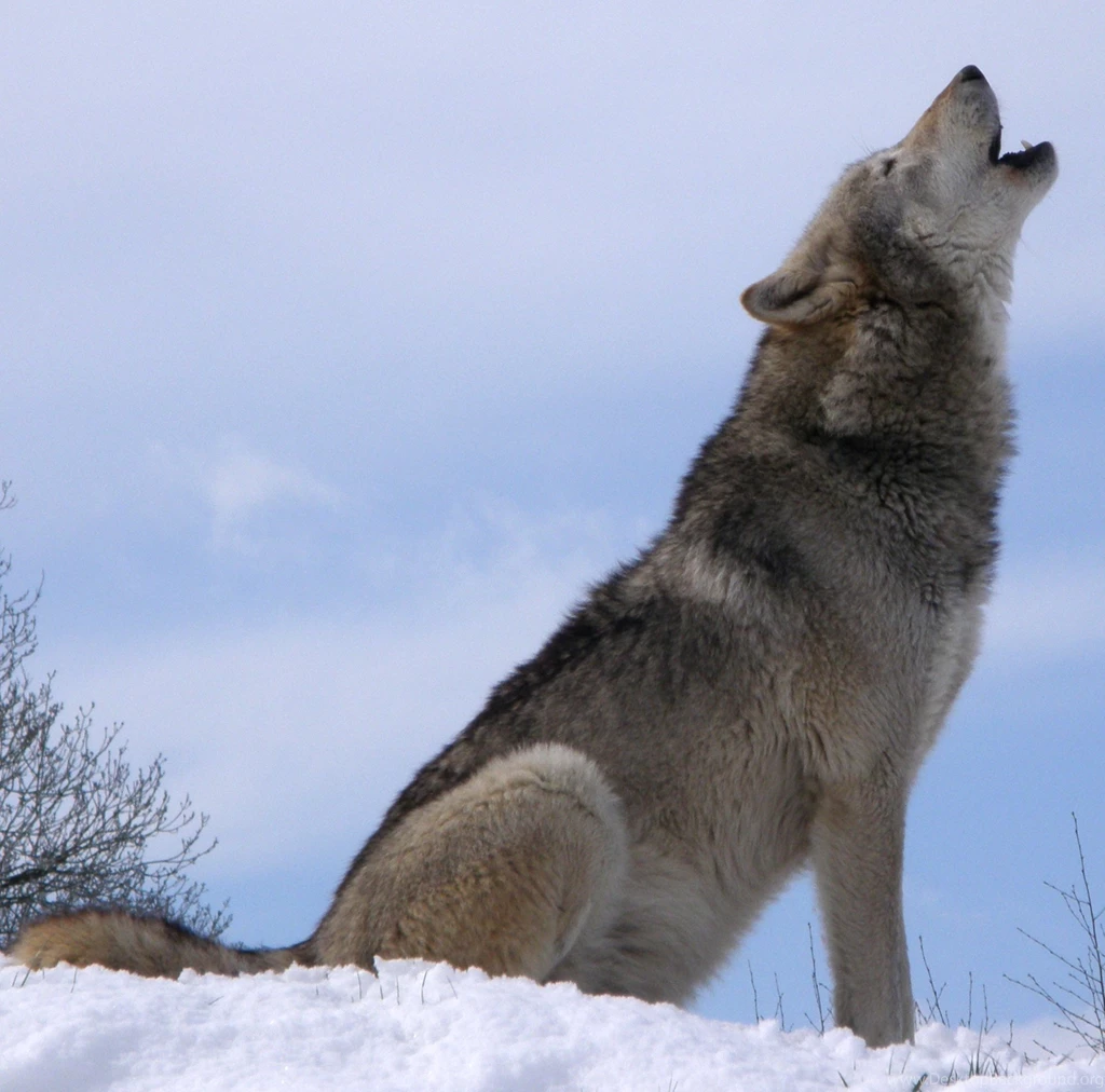 Gray Wolf Wolves T Wallpapers