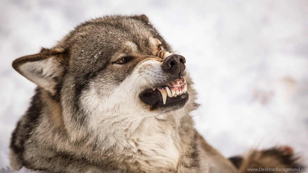 Angry Wolf Wallpapers HD For Desktop Of Grey Wolf Face