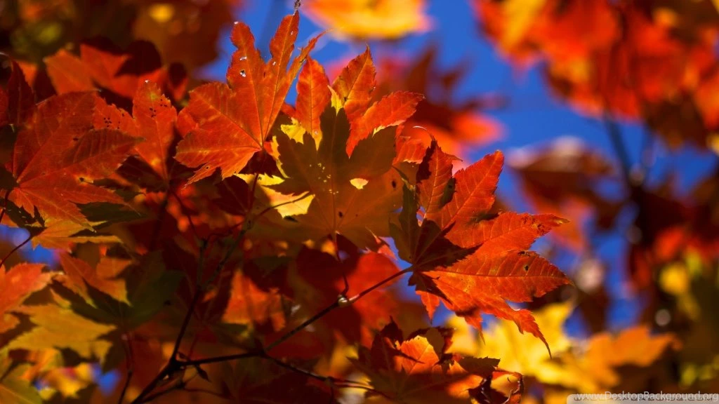Bright Autumn Leaves HD Desktop Wallpapers : High Definition ...