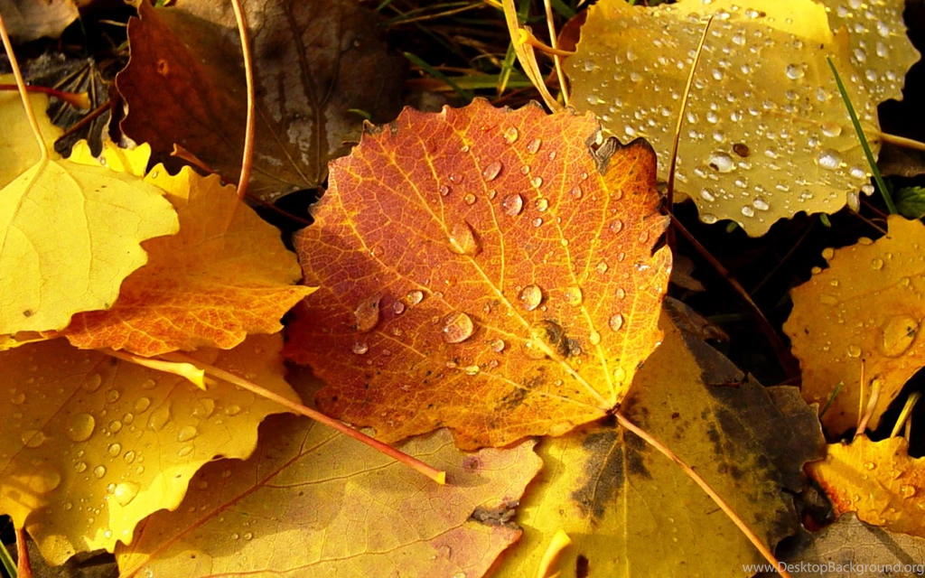 Leaves Yellow Autumn Wallpapers