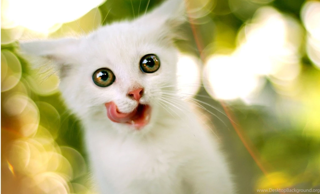 Download Download Cute White Cat HD Wallpapers