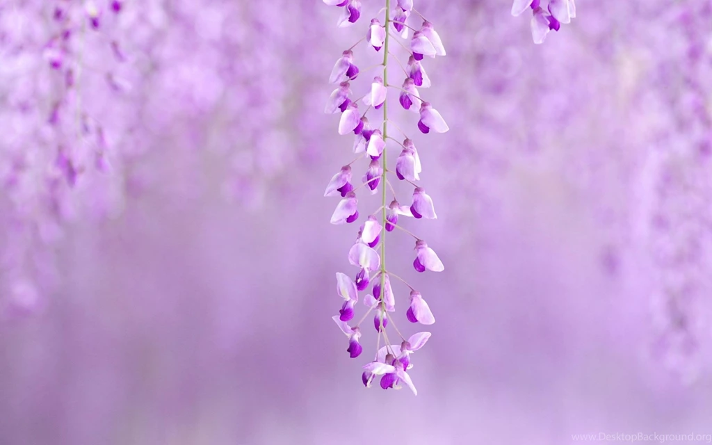 Cute Purple Flowers