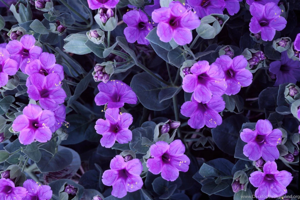 Purple Cute Flowers Wallpapers Pink And Purple Wallpapers
