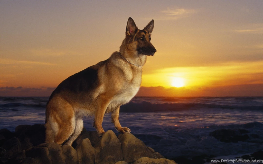 German Shepherd Wallpapers