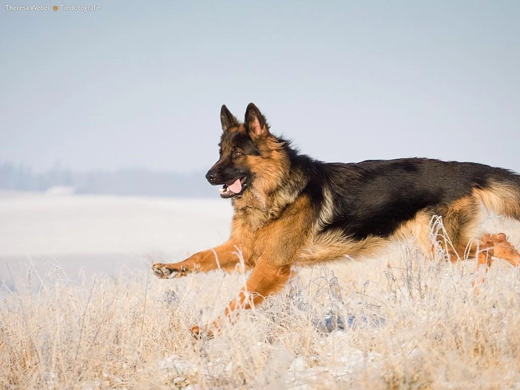 Awesome Jumping German Shepherd Wallpapers 3050 1024x768 Px ...