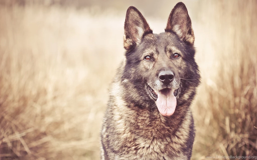 German Shepherd Wallpapers, Images, Photos, Pictures & Pics