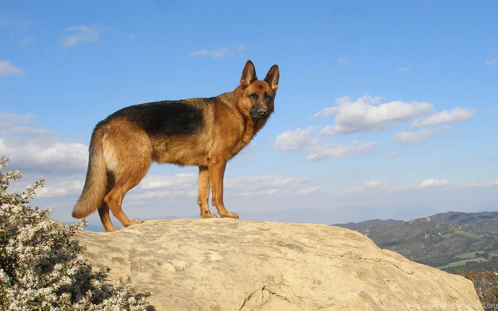 German Shepherd Awesome HD Wallpapers & Backgrounds All HD ...