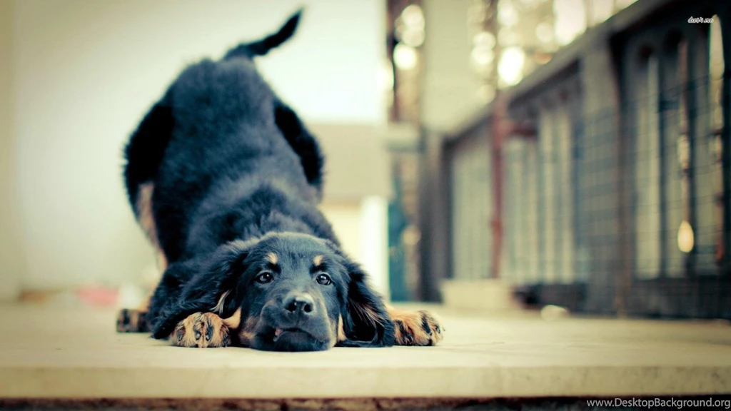 Baby German Shepherd Wallpapers Wide