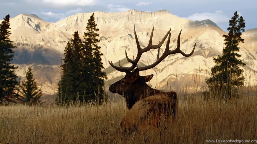Elk Wallpapers Wallpapers Cave
