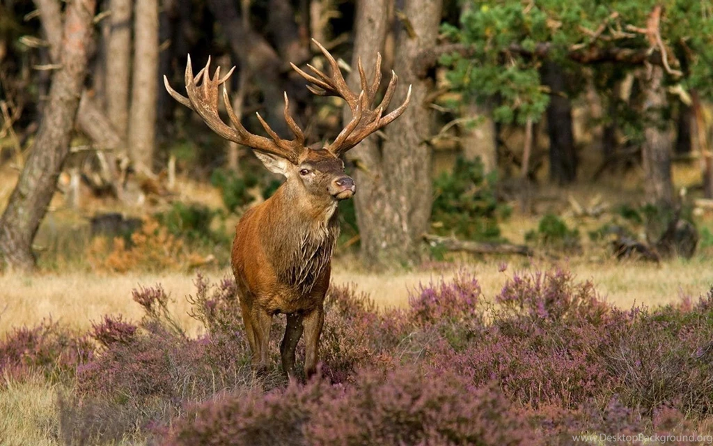 Jane Beast Neither Fish Nor Fowl Elk Wallpapers 6 - Animal ...