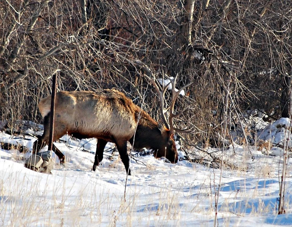 Elk Wallpapers Animals Town