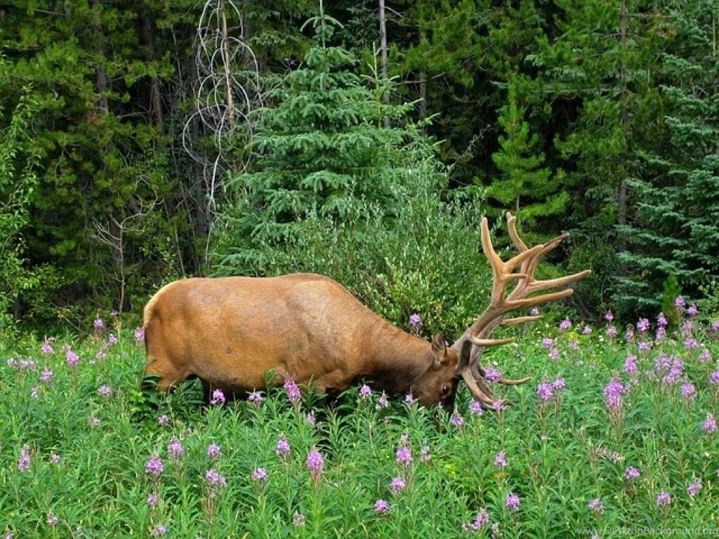 Bull Elk Wallpapers HD FREE Android Apps On Google Play