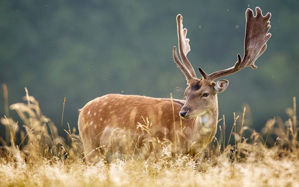 Jane Beast Neither Fish Nor Fowl Elk Wallpapers 4 - Animal ...