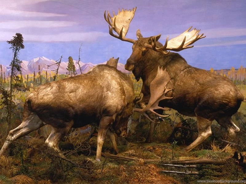Elk Fighting Painting Wallpaper.