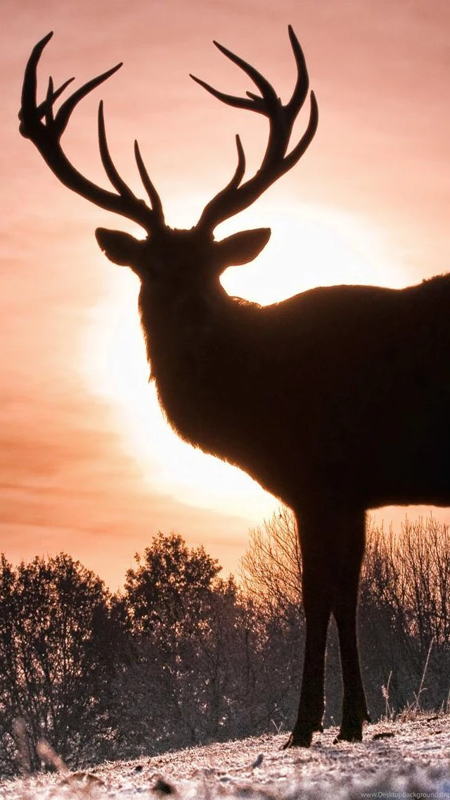 Elk Silhouette Wallpapers Free iPhone Wallpapers