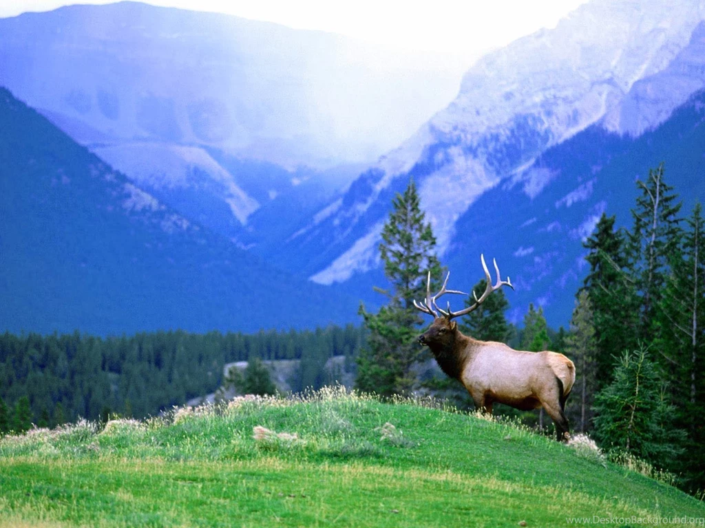 Wallpapers: Elk Wallpapers