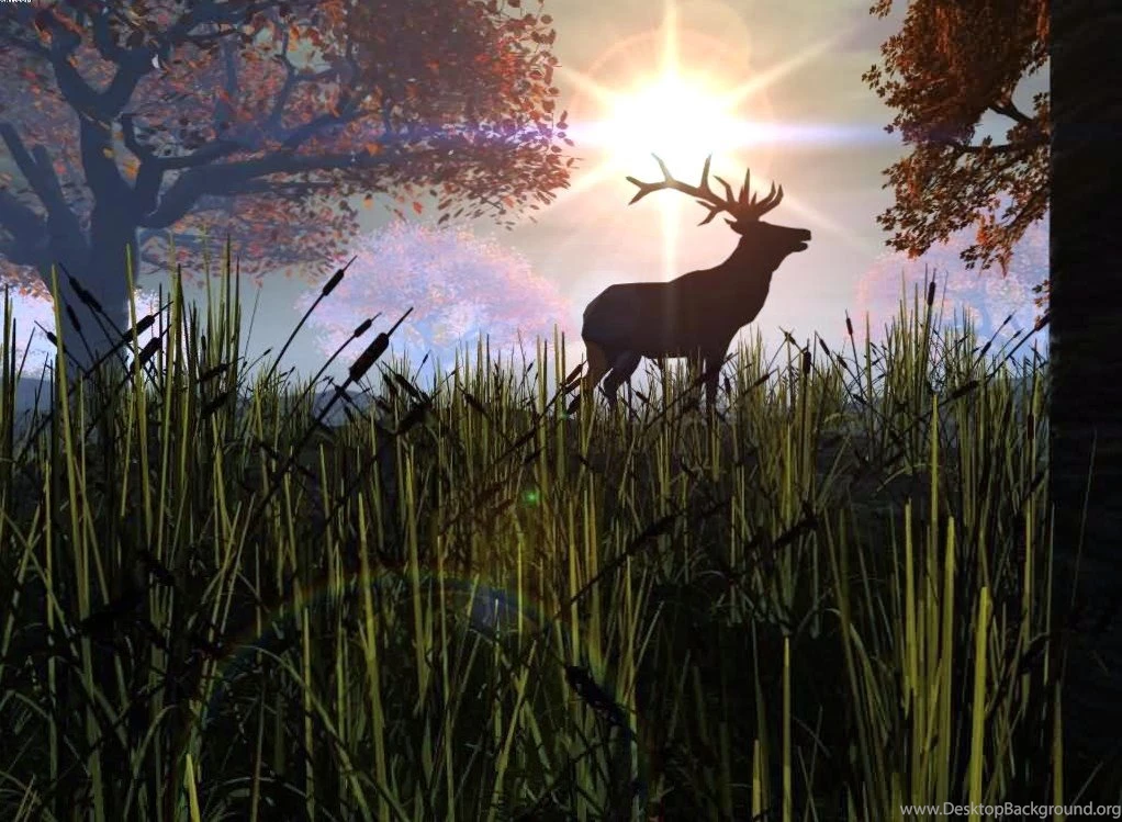 Dawn Sunrise Forest Antlers Elk Walk Trees Early Morning Deer ...