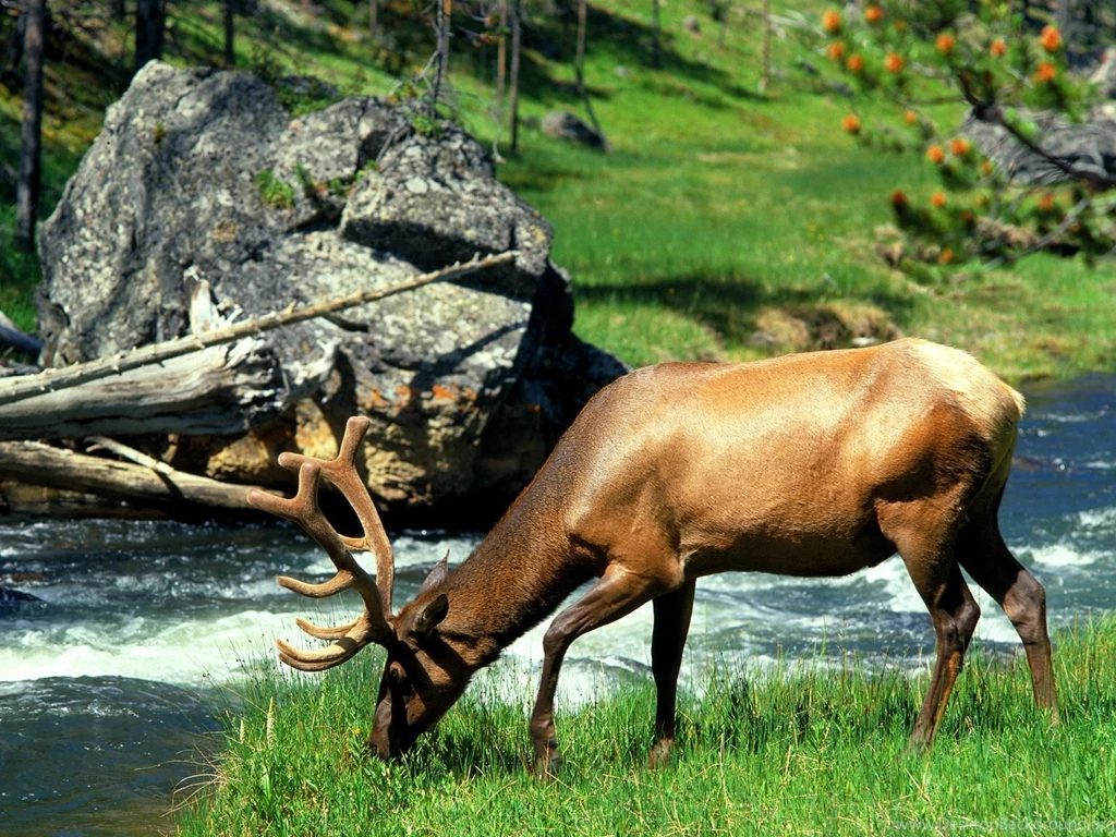 Free HQ Grazing Bull Elk Yellowstone Naitonal Park Wyoming ...