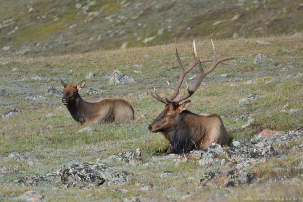 Download Free HQ Elk Wallpapers Hqwallbase.pw
