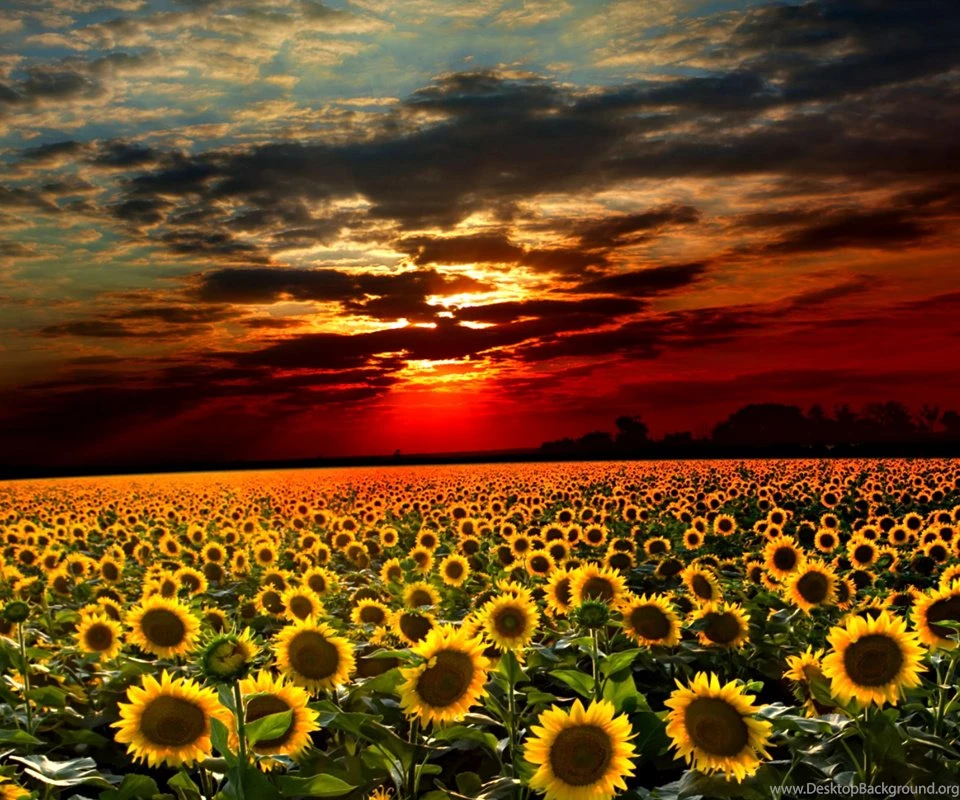 Best 10 WALLPAPER 8 INCH TABLET Pictures Image Gallery