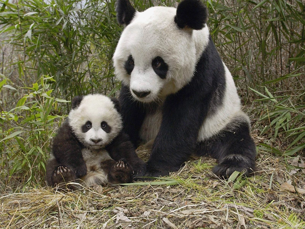 Panda Wallpapers