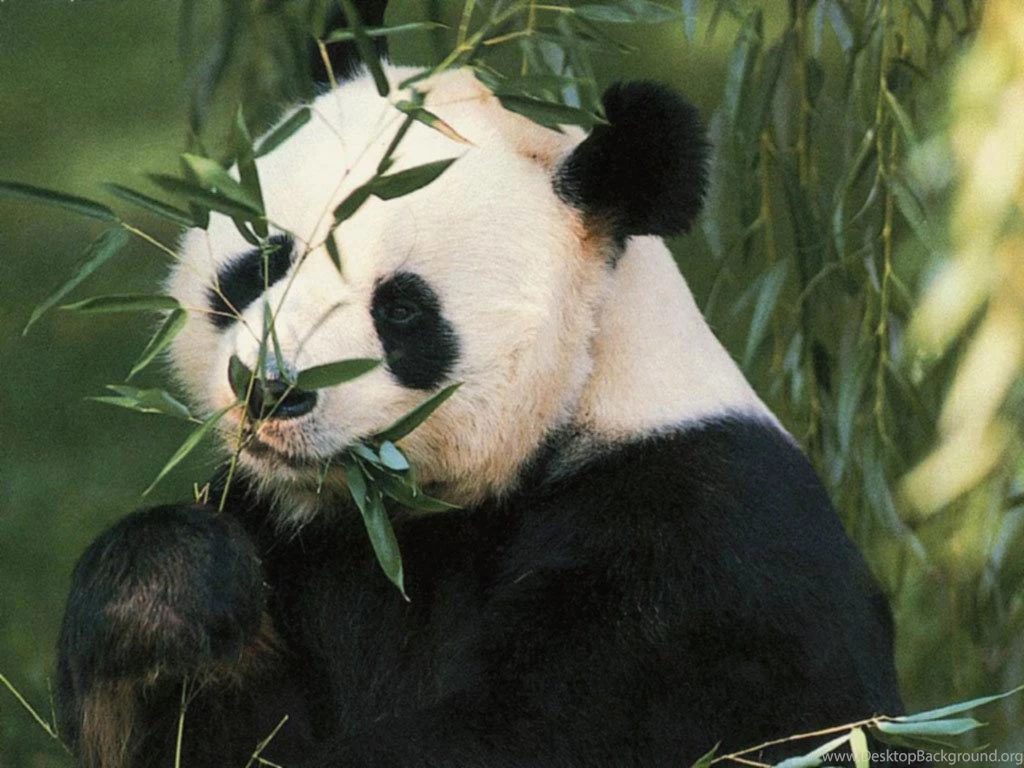 Download Panda Wallpapers Panda Free Wallpapers Spot